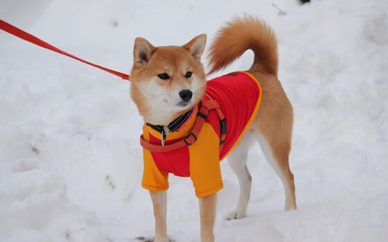 C罗牵过的男孩,如今与他同场竞技,c罗跟女友
