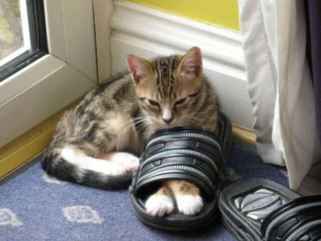 一文看懂｜清华丘成桐数学计划2026招生条件+流程，2021清华丘成桐数学英才班冲刺营