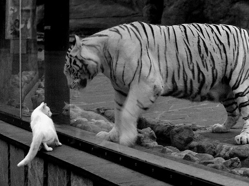 中国足球女足大赛经验对战术冷静处理能力的培养,中国女足比赛规则