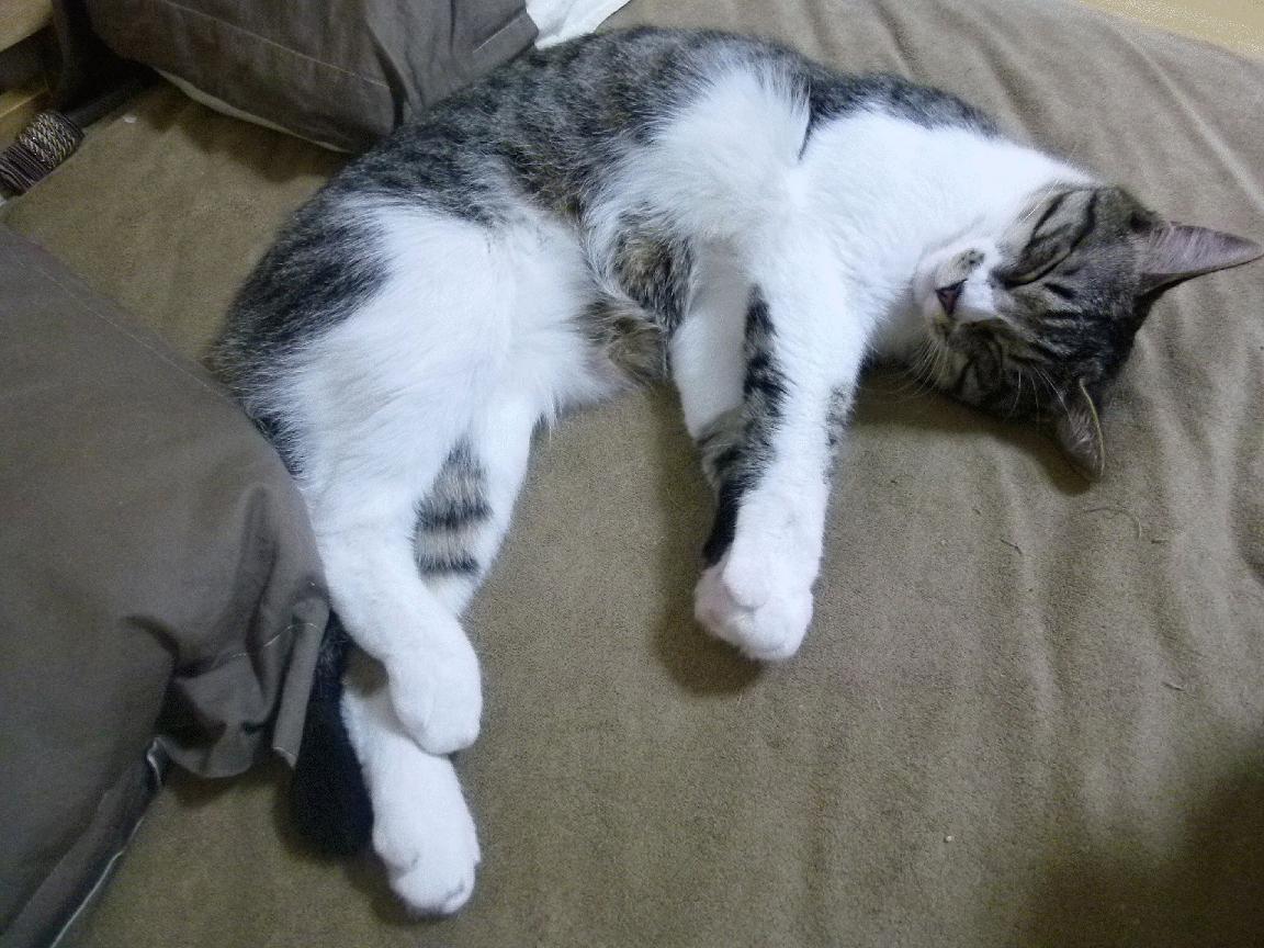 为什么只有凯恩、乌尊和格林伍德能做到5+？本赛季深度解读